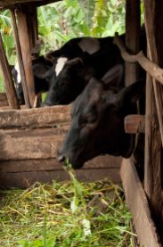 Stall-fed dairy cattle (photo credit: ILRI/Nils Teufel)